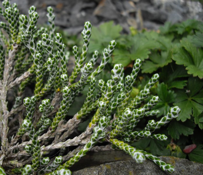 Ozothamnus selago var tumidum photo
